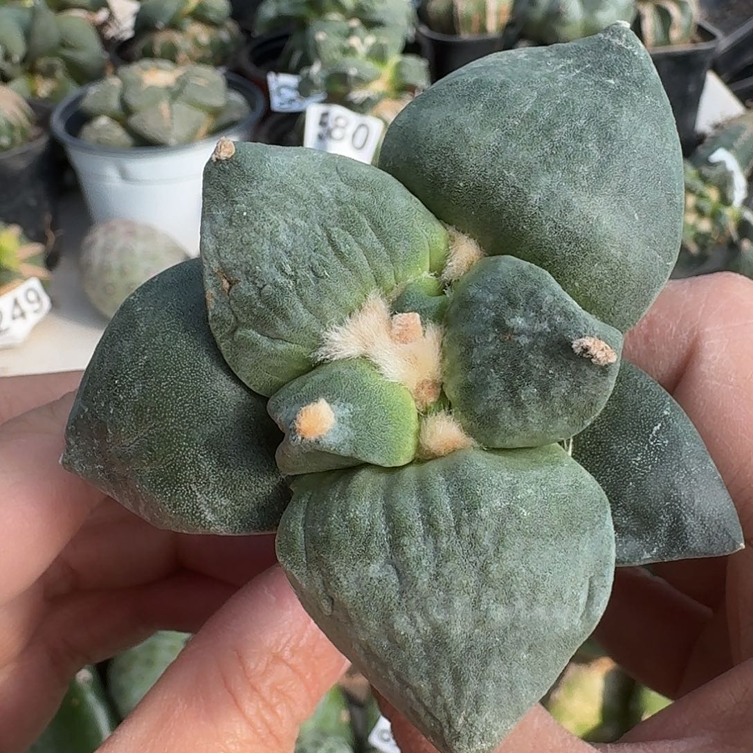 无花朵大尤怒涛牡丹040
