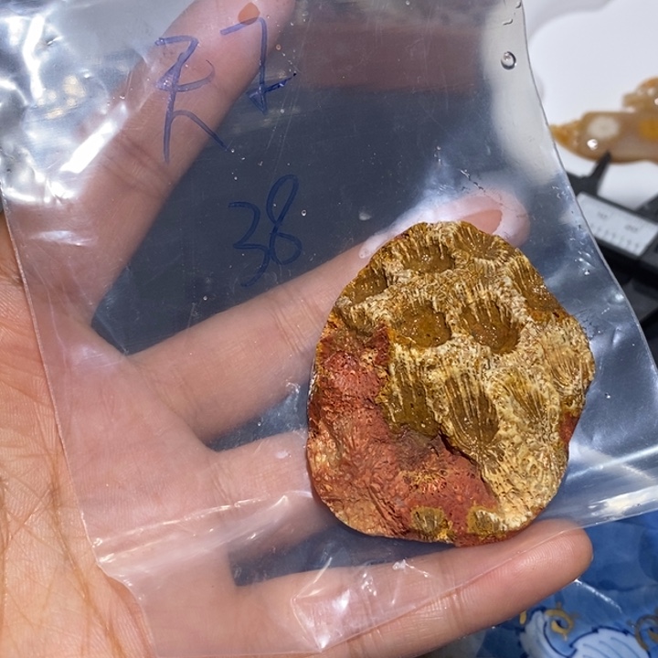 【闪购商品】未镶嵌珊瑚玉硅化玉吾**子