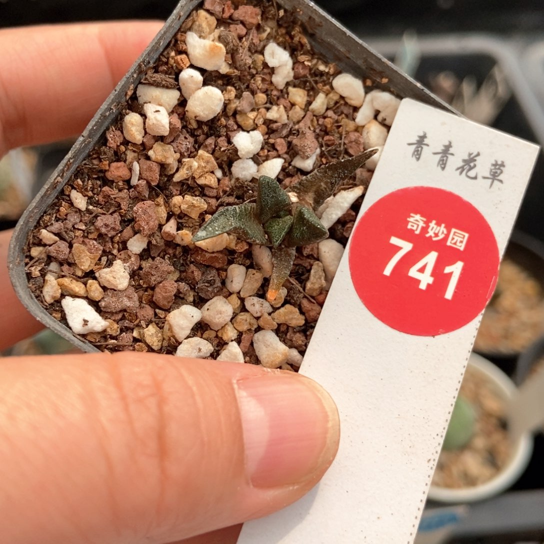 实生四年半龙角牡丹一颗