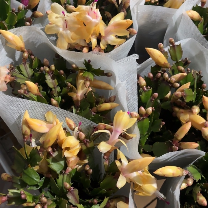 全部花苞黄金蟹爪兰加仑盆