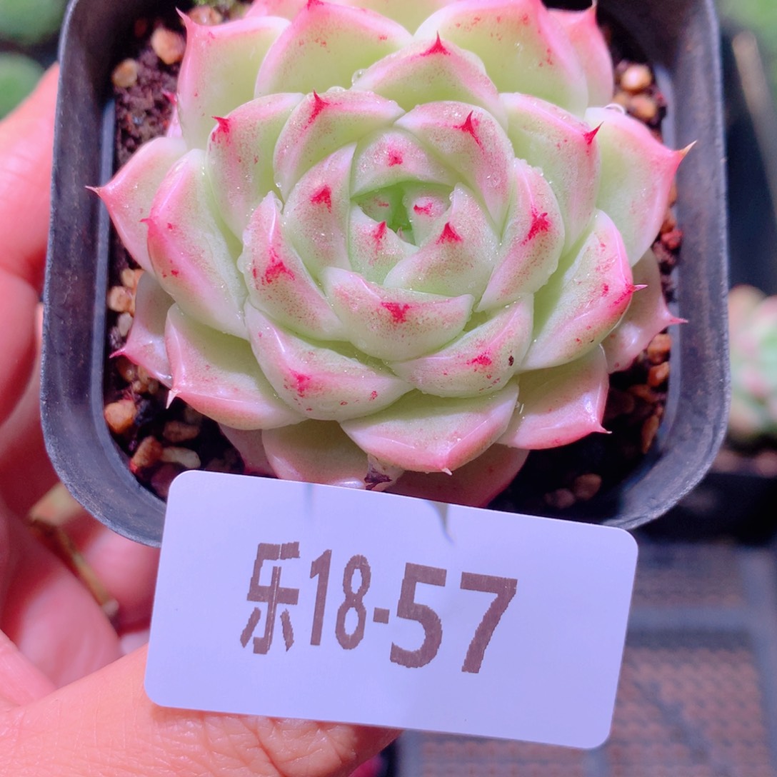 乐然18-57 麦秆单头 