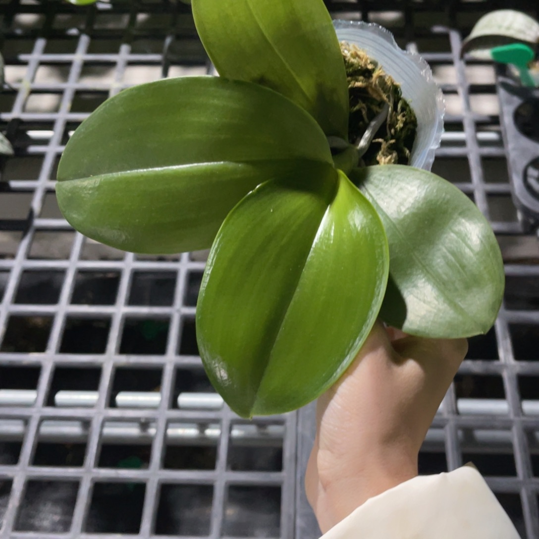 完全开放蝴蝶兰蝴蝶兰