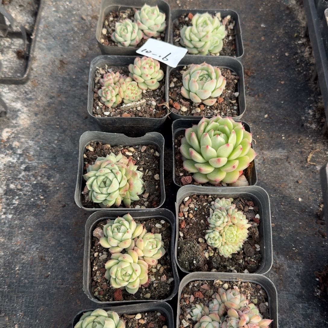 10-16麦秆十棵量拍发货
