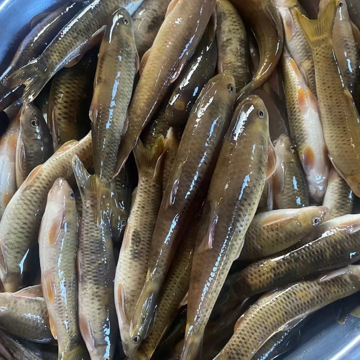 新鲜油鱼棒油包鱼贵州安顺野河鱼现抓现发味道鲜美
