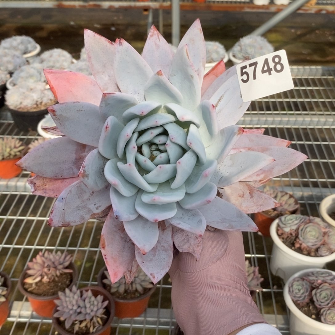 5748嫦娥大单头一物一拍