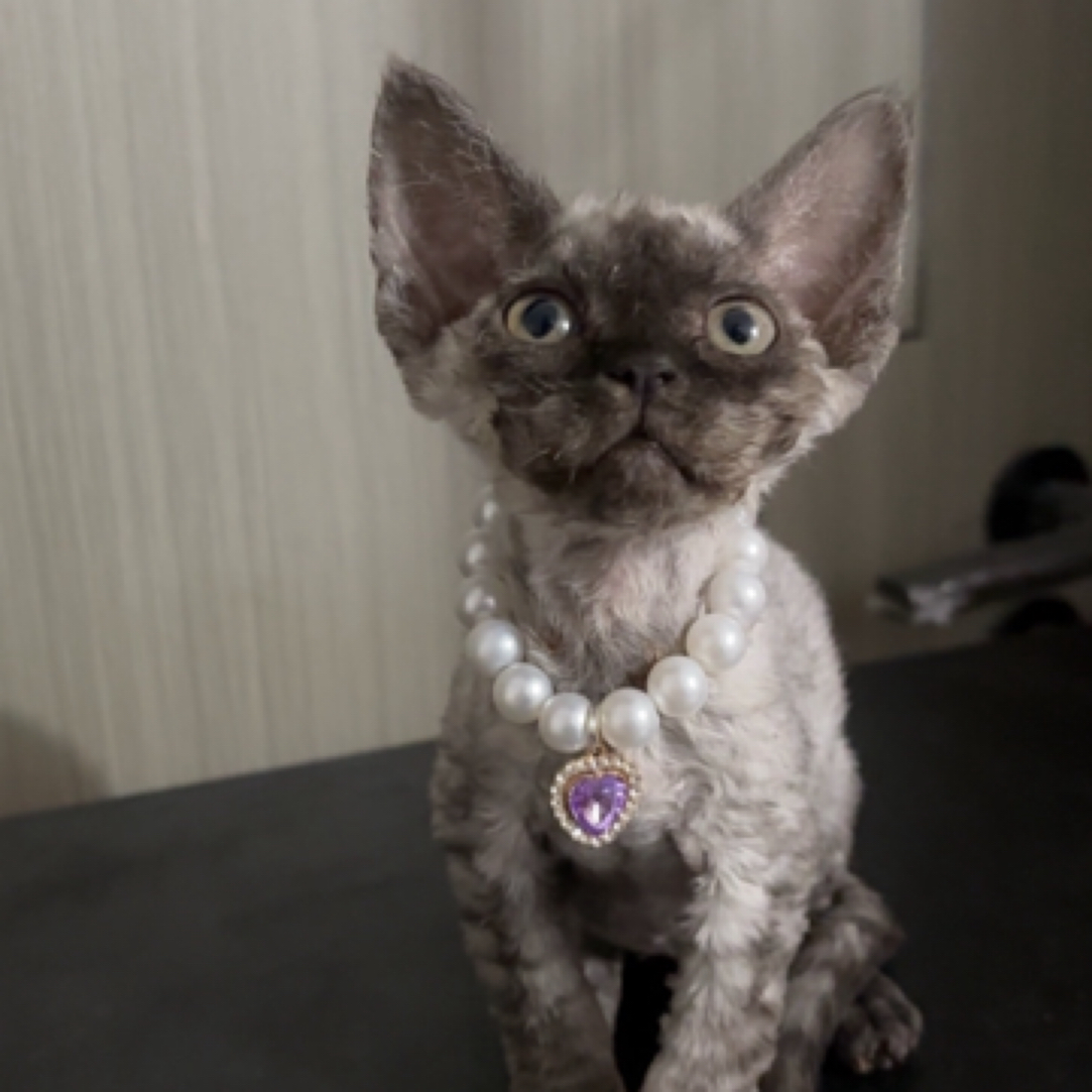 德文漂亮妹妹毛量好