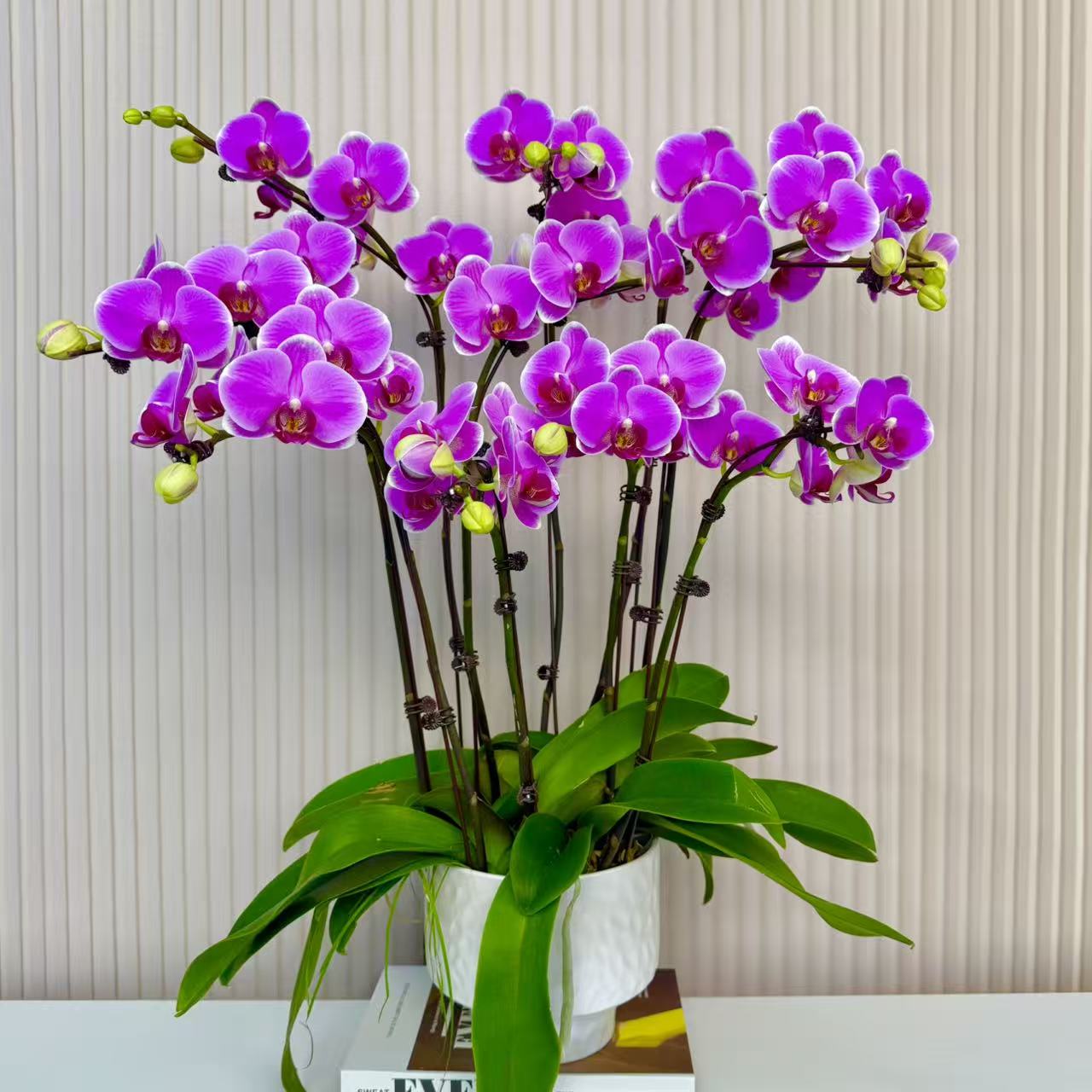 【无与伦比】蝴蝶兰 花型 四季花 室内花精品 源头基地直