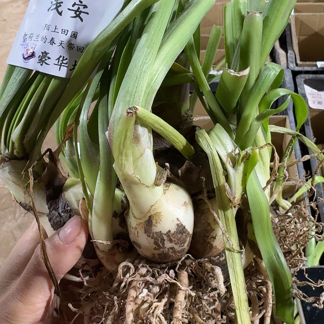 浅安群开豪华坨坨发