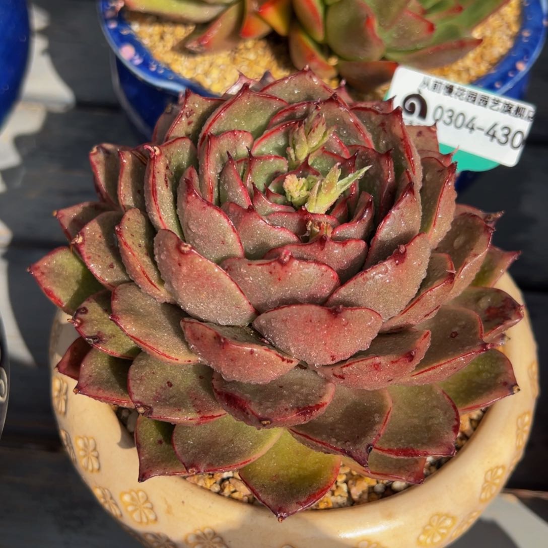 从前慢多肉精选编号0304.430