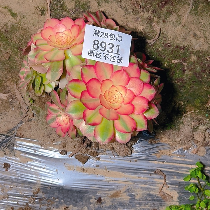 8931荔枝两颗多肉植物