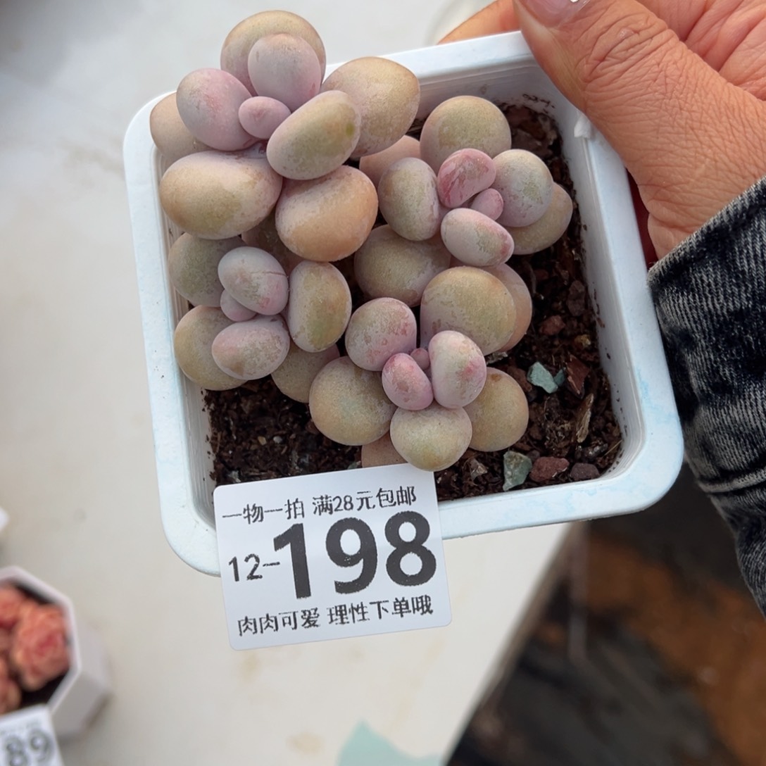 桃蛋多肉多肉多肉多肉多