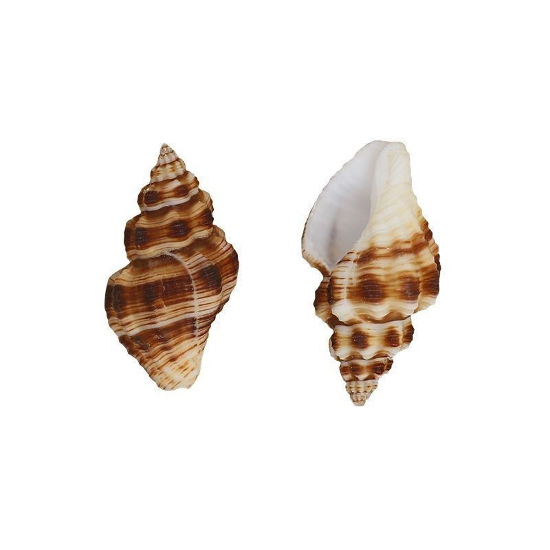 抢购直播间贝壳海螺直播