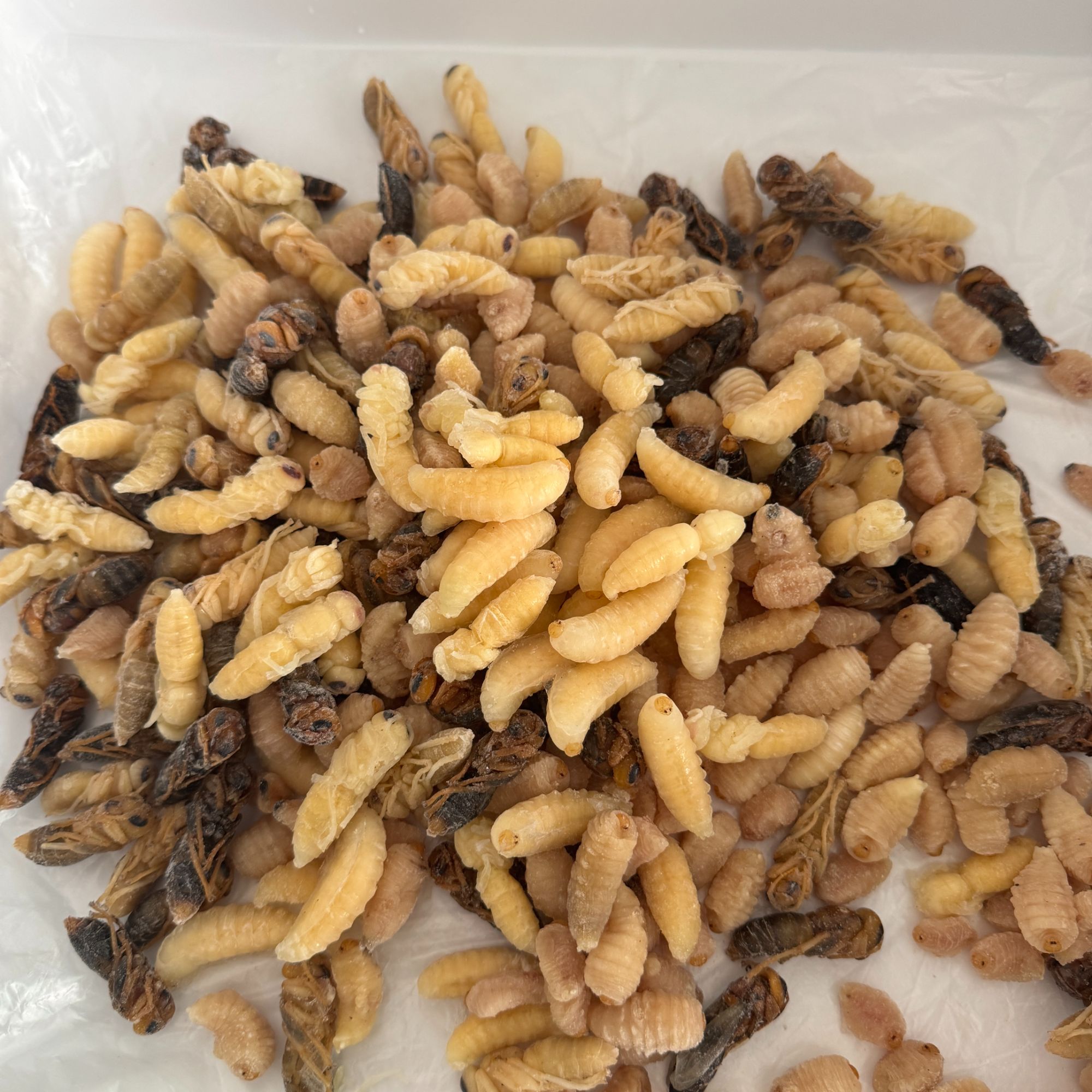 金环虎头蜂精品新鲜冰冻1234级货