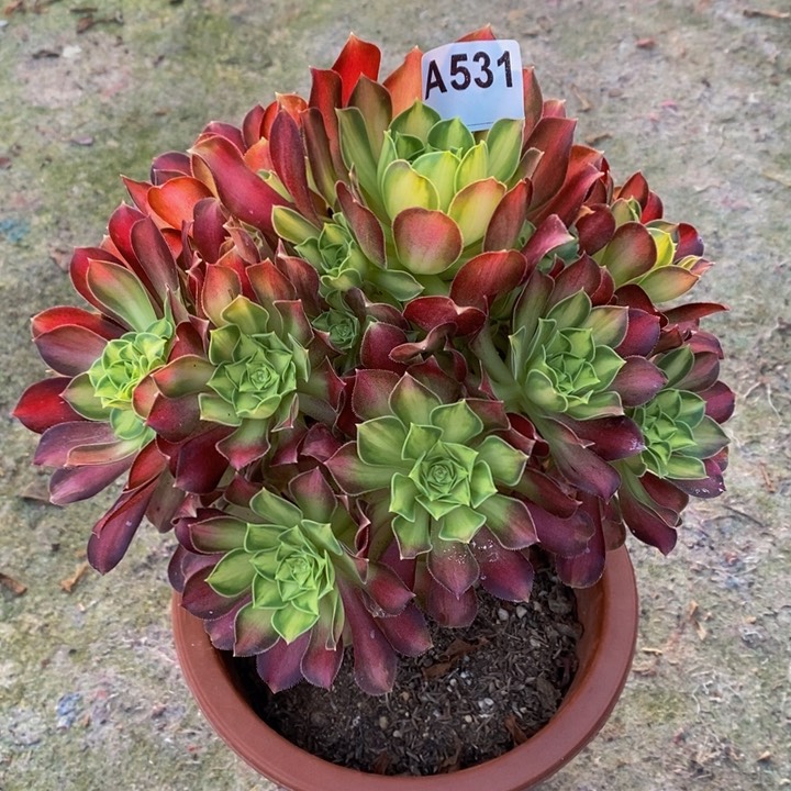 韶华多肉植物531