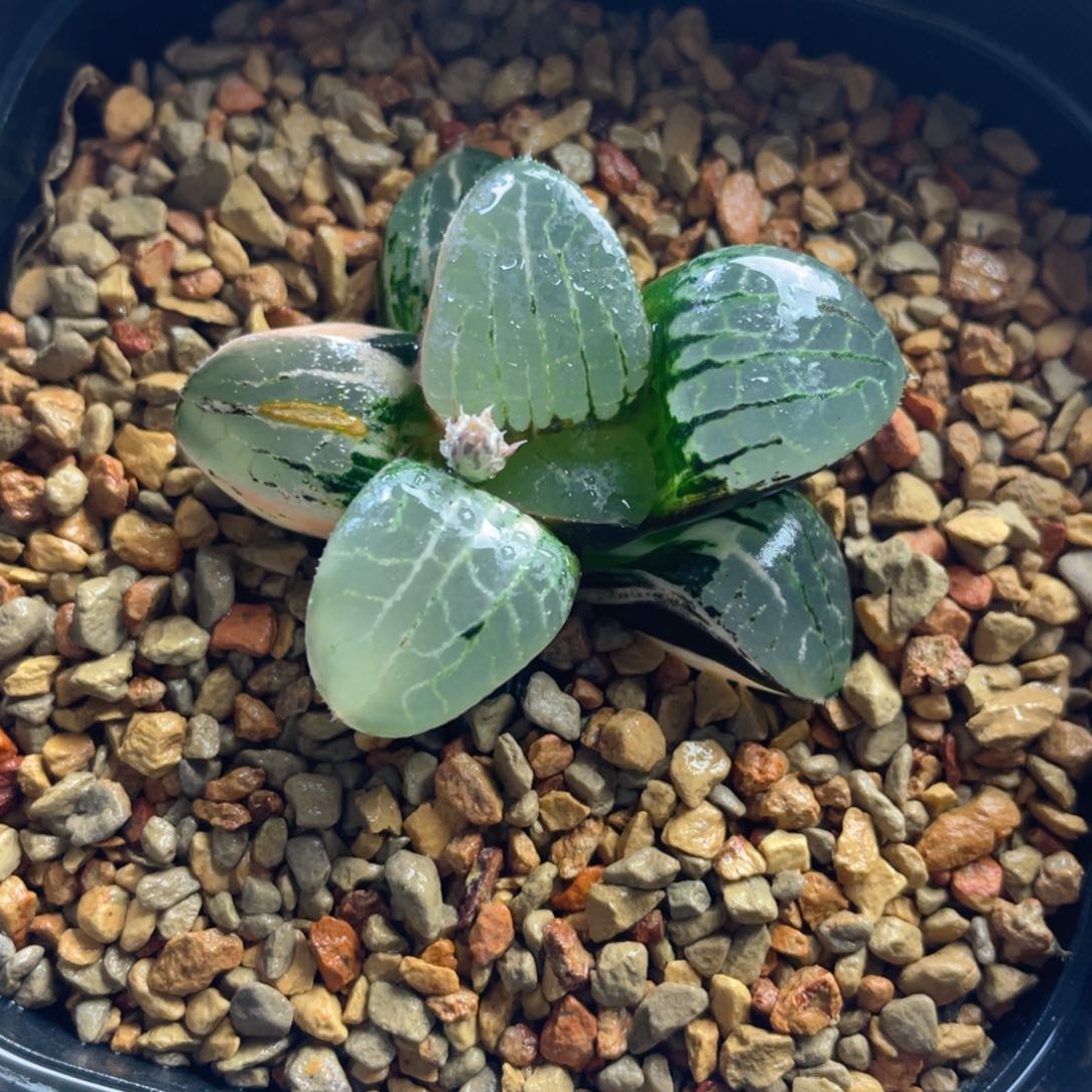 15.十二卷多肉史扑克实生。    