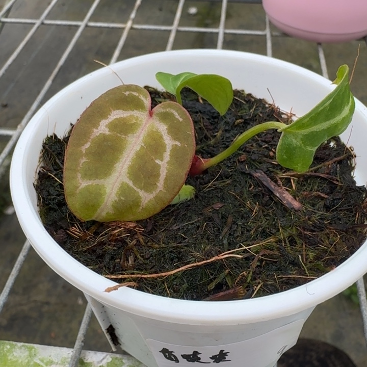 完全开放9号香喷喷