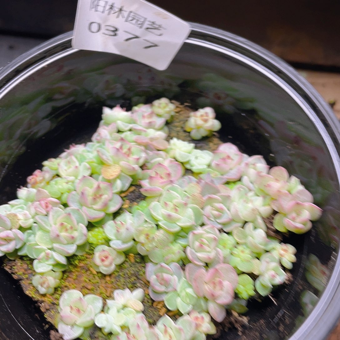 b***~多肉植物多肉植物377