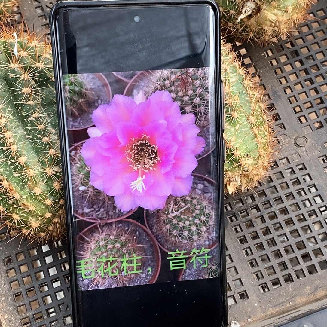 毛 音符/侧芽歪20包邮/