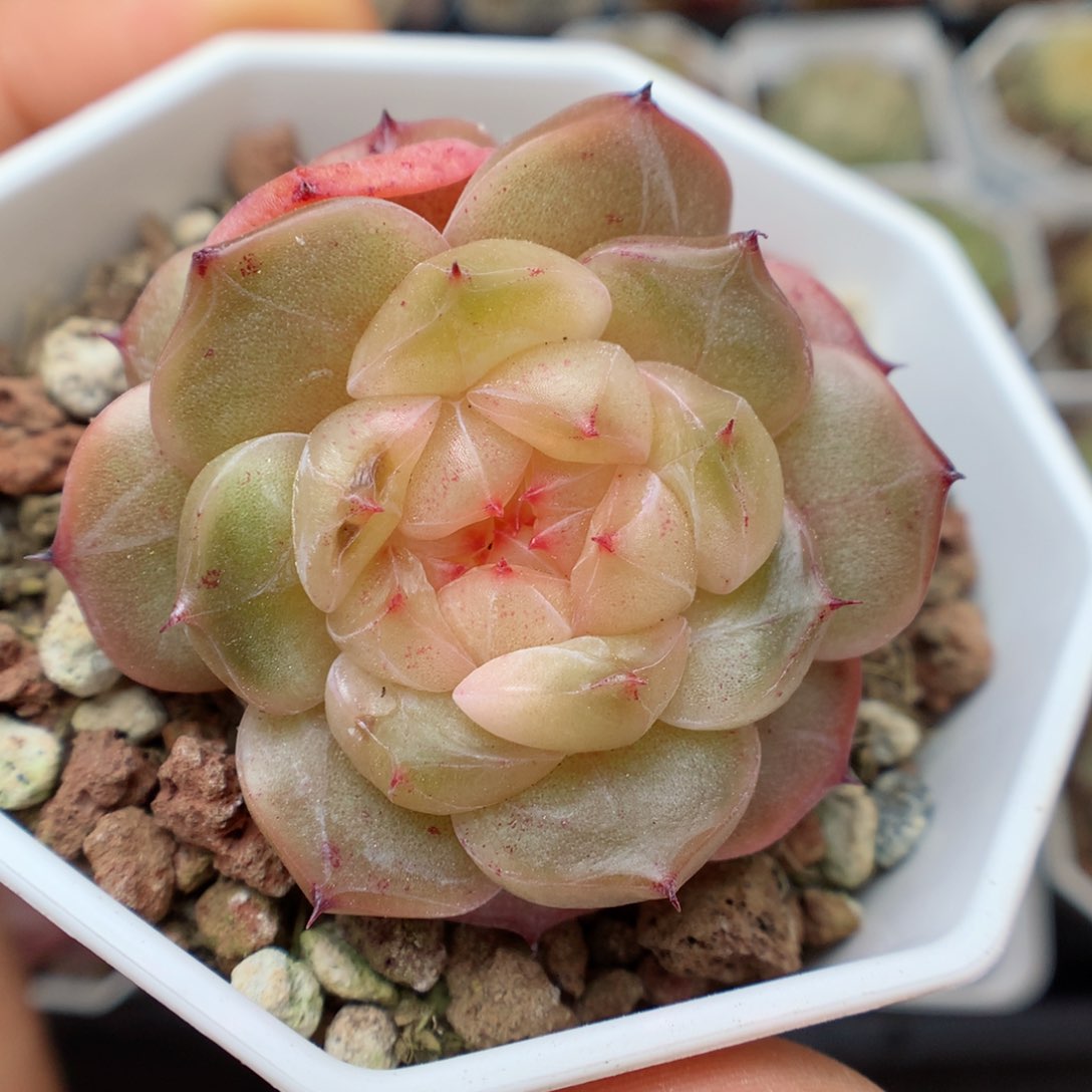 多肉植物。 糖心三头7