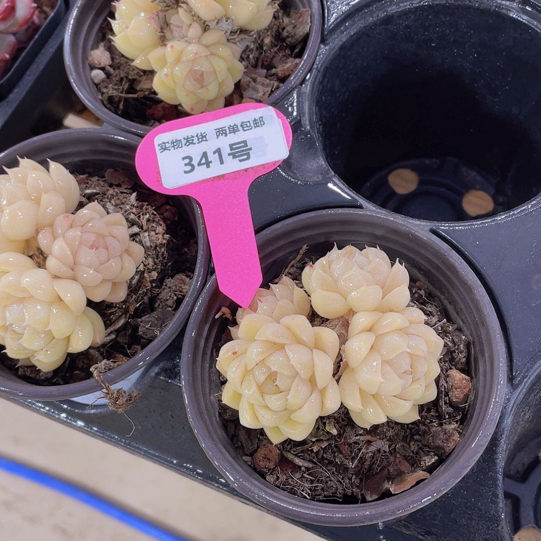 341号 黄透珍妮麦秆多头群一颗