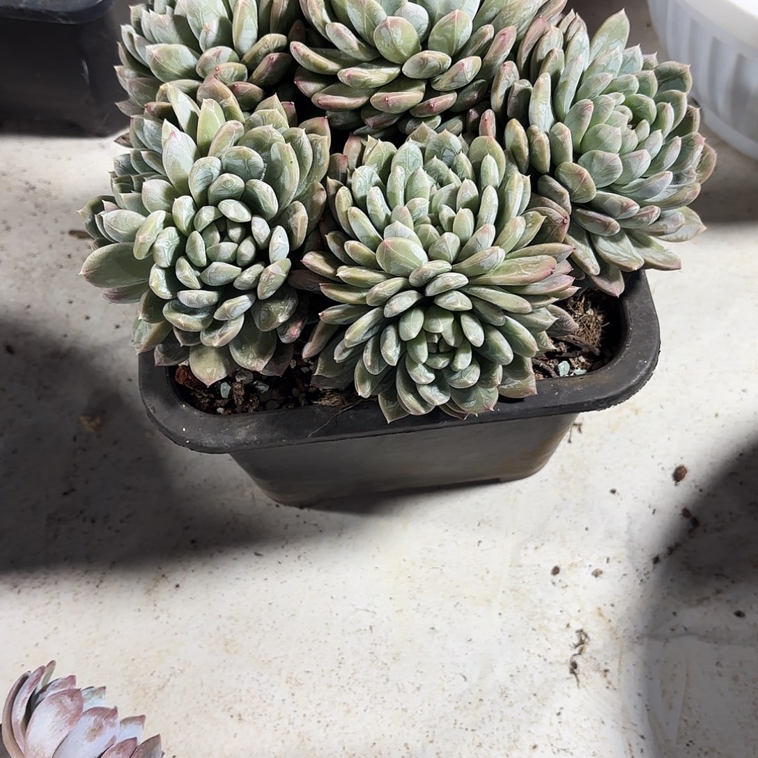 苏***非无花朵百达翡翠6头