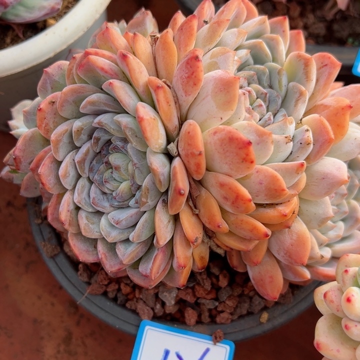 126冰糖平平安安健健康康