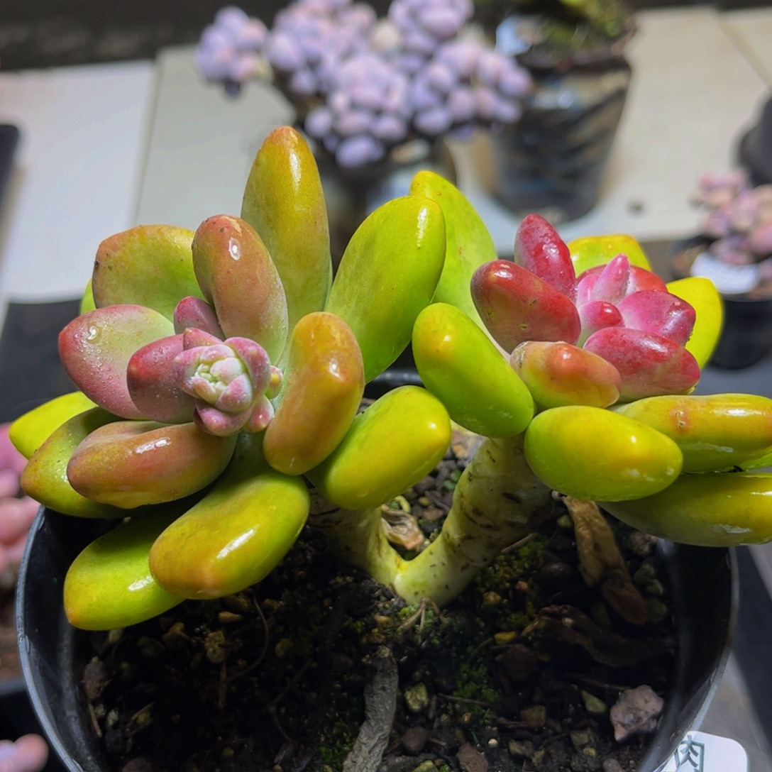 502 金色芒果奶12 厘米