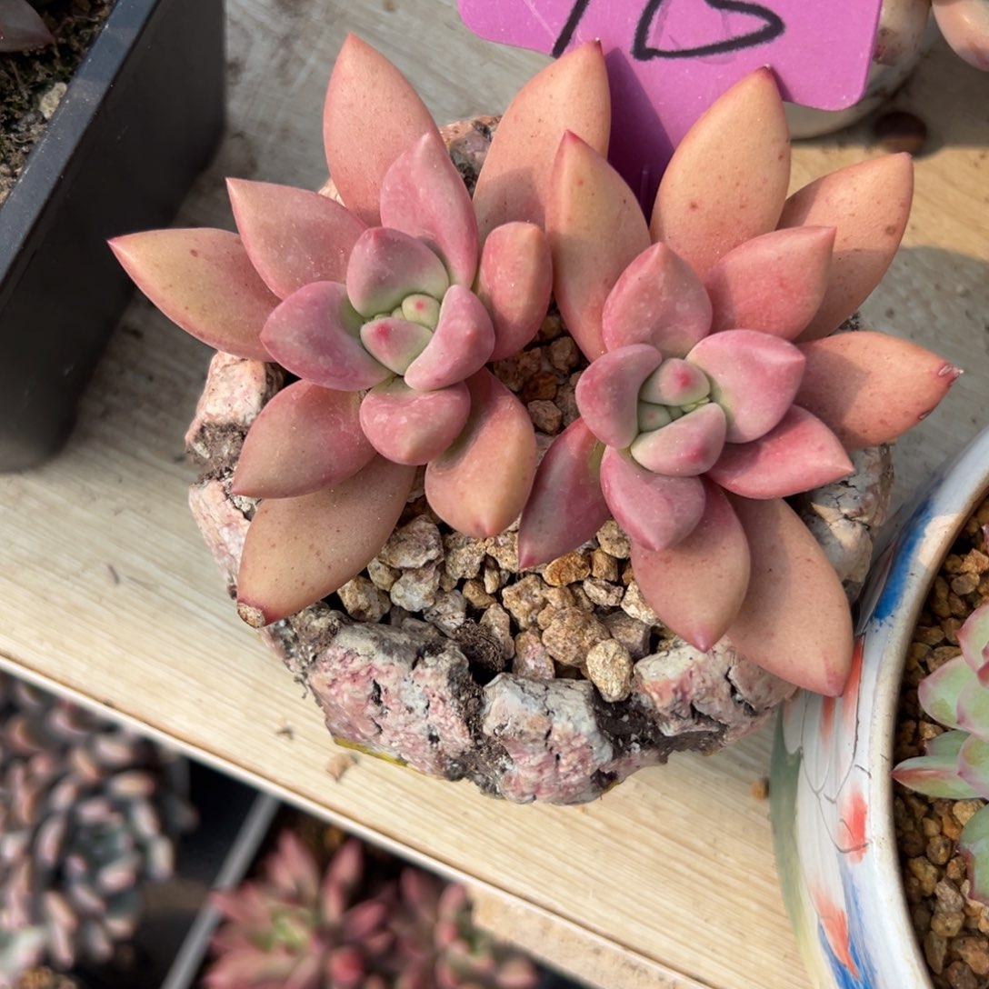 多肉植物一个月拍