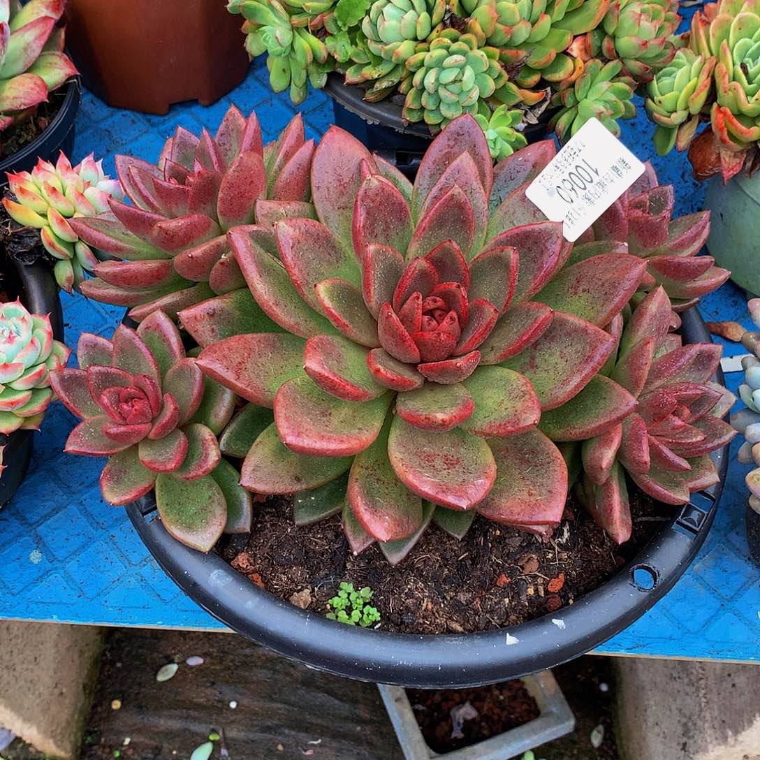 y***y   丰沛玫瑰多肉10060