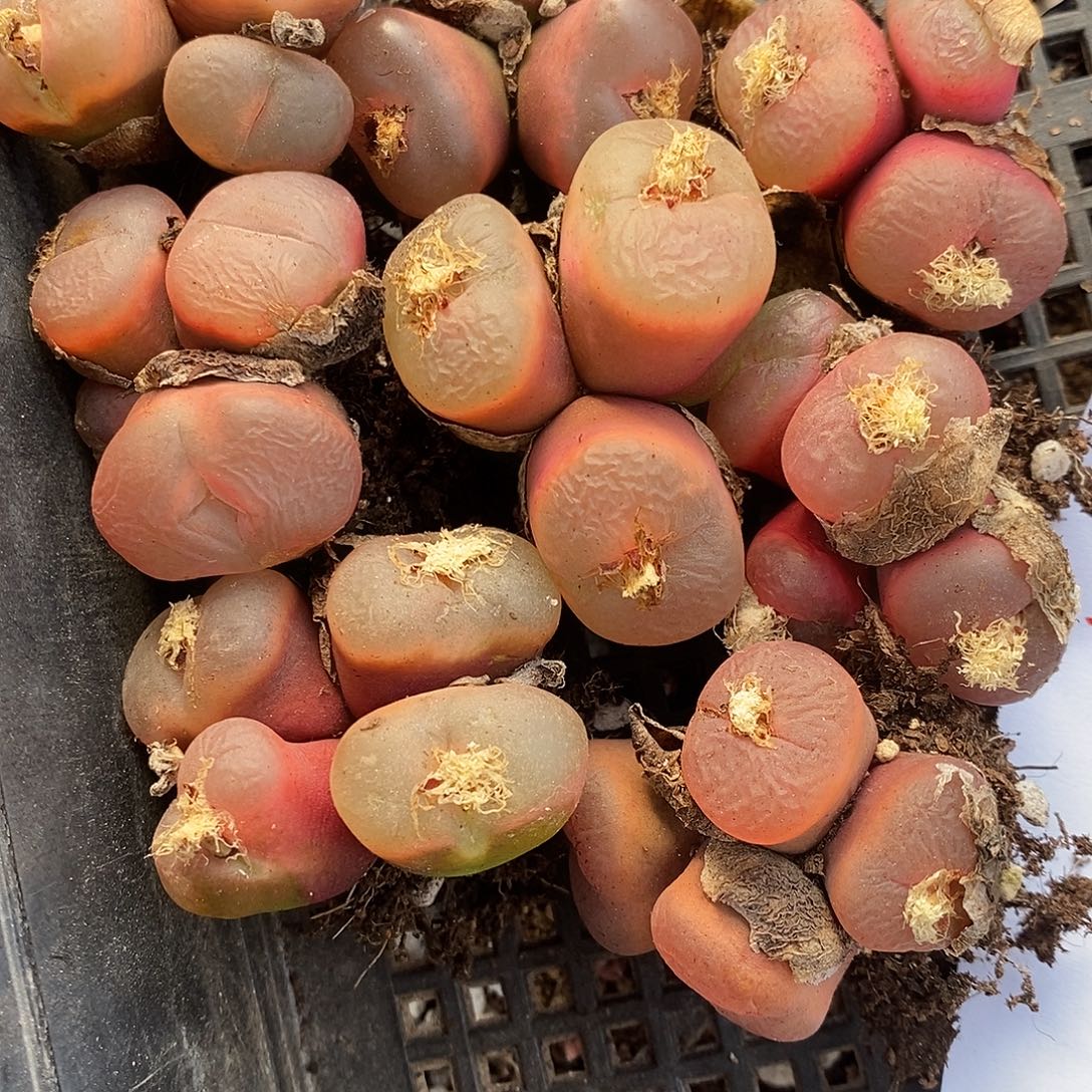 2497冰魄组合一组。     