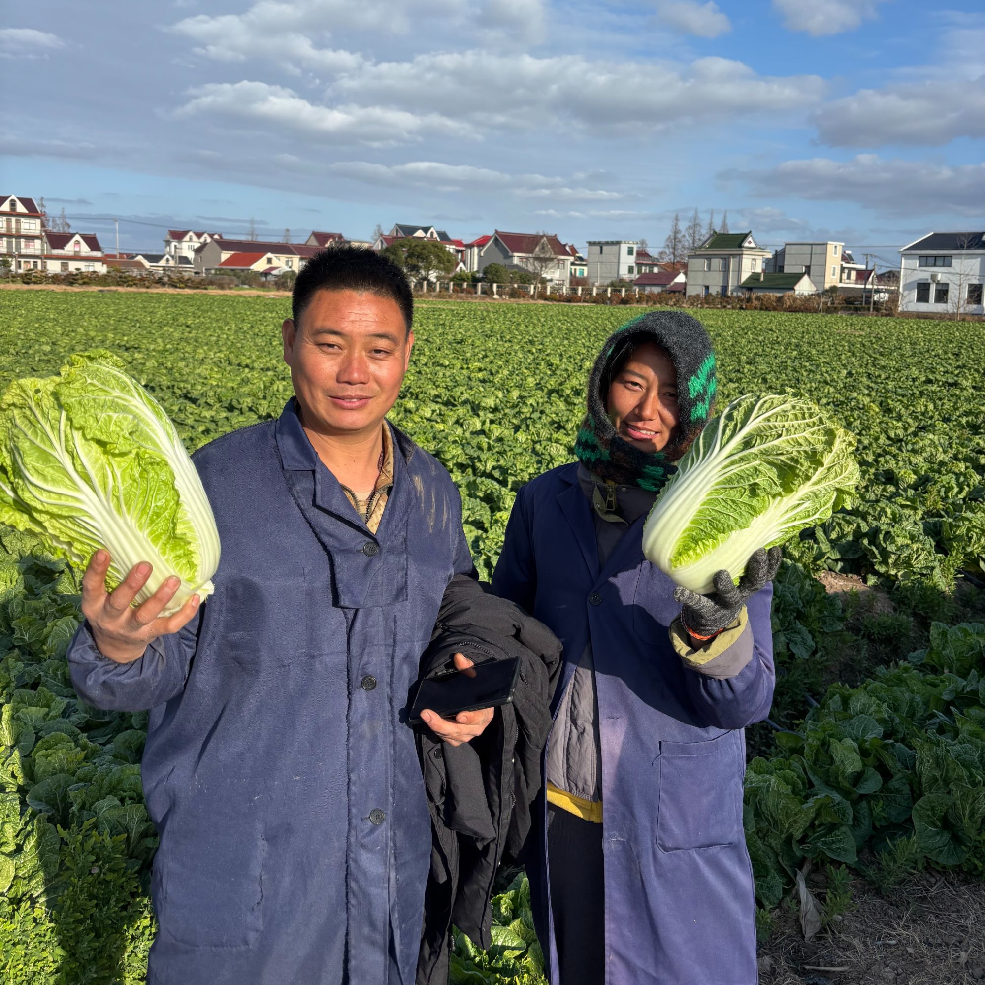 崇明露天霜打大白菜2颗 5.5斤装 现采现发