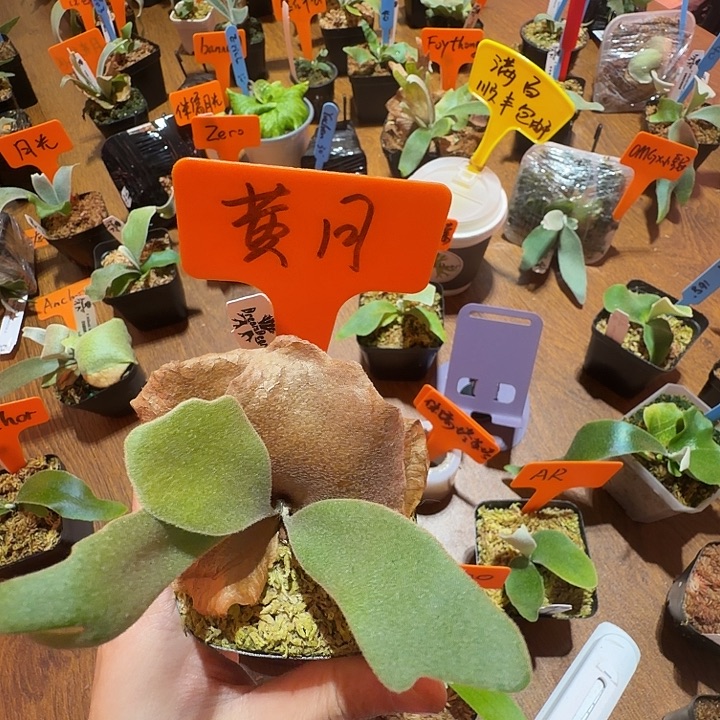 无花朵鹿野直播间竞拍黄月