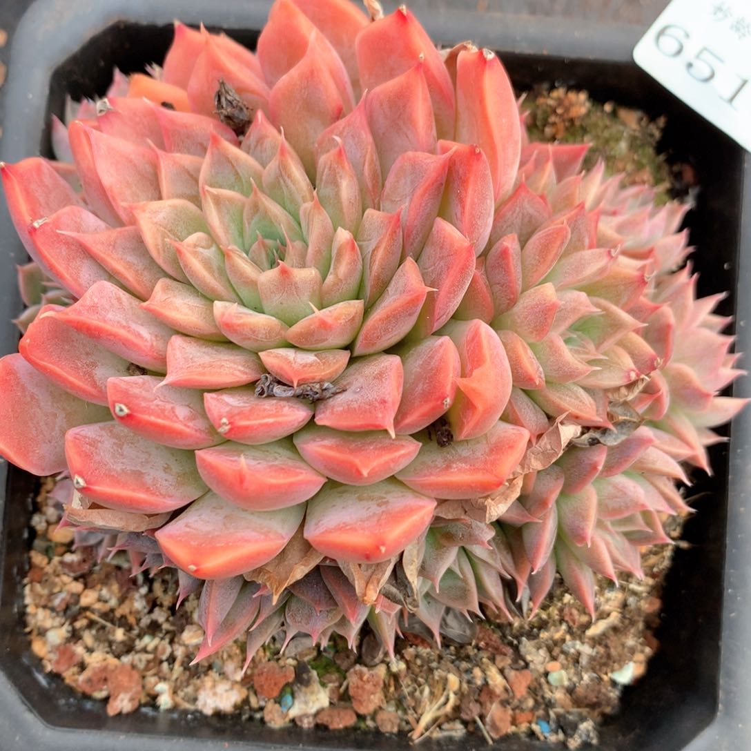 6516不包掉头整散