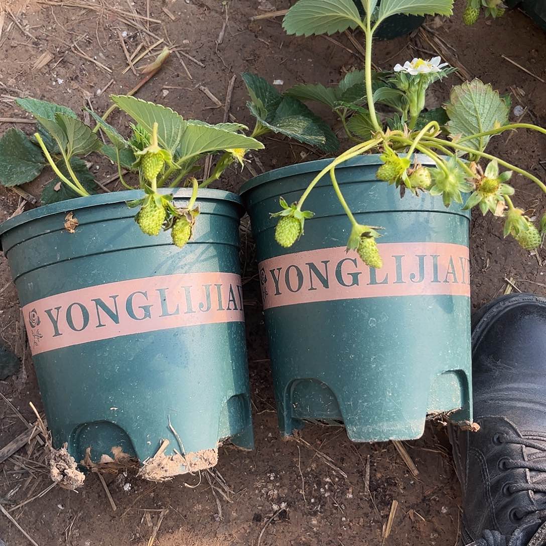 香野1加仑盆2盆装草莓