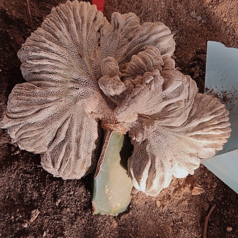 697无根无根无根嗯中缀化