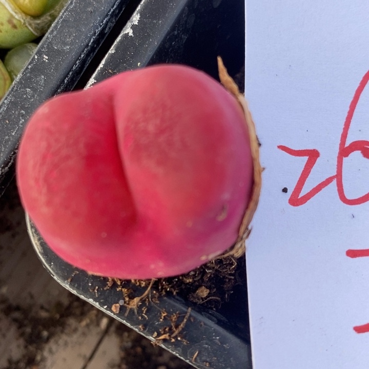 26212一颗超大颗一颗