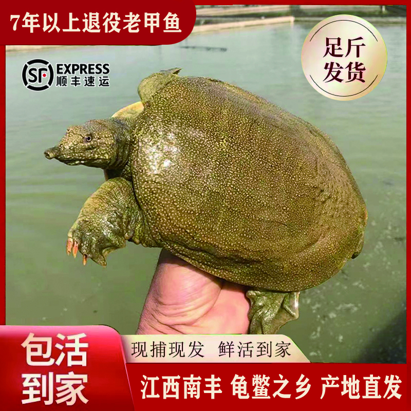 【直播老甲鱼】现挑现称老甲鱼外塘生态放养包邮死亡包赔