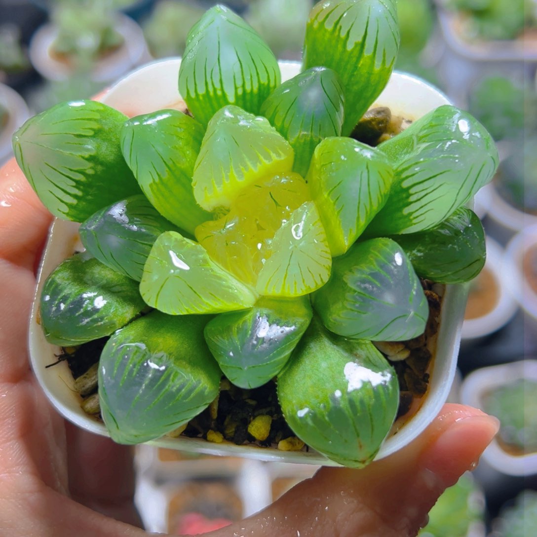 糖心玉露多肉多肉多肉