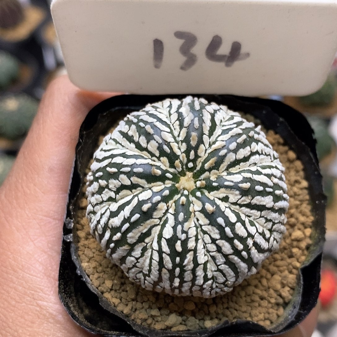 福利特价来了福利了