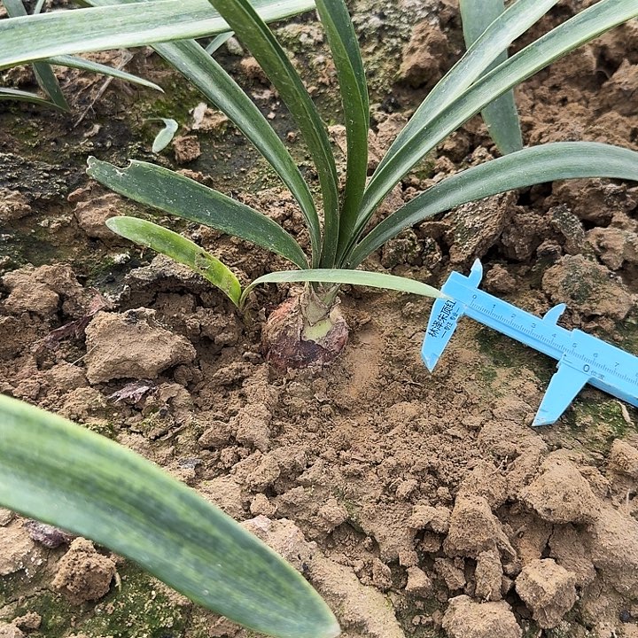 三千繁华朱顶红一棵4+