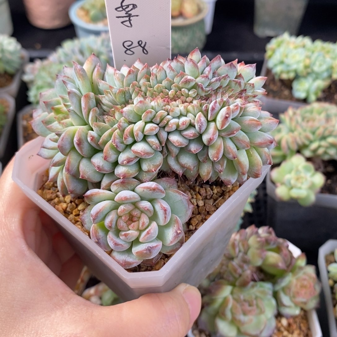 风***絮风中飞絮一颗缀化