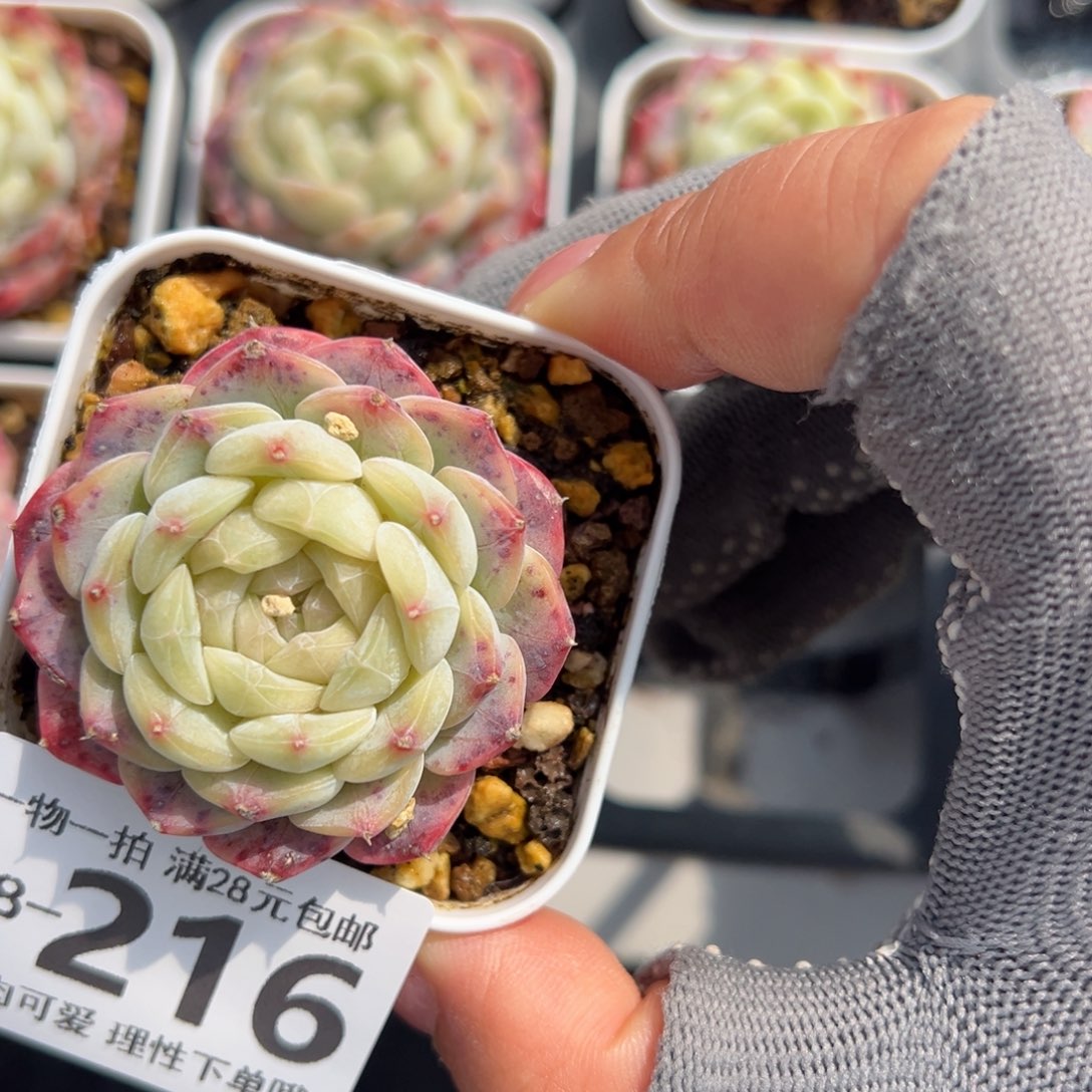 美妮多肉多肉多肉多肉