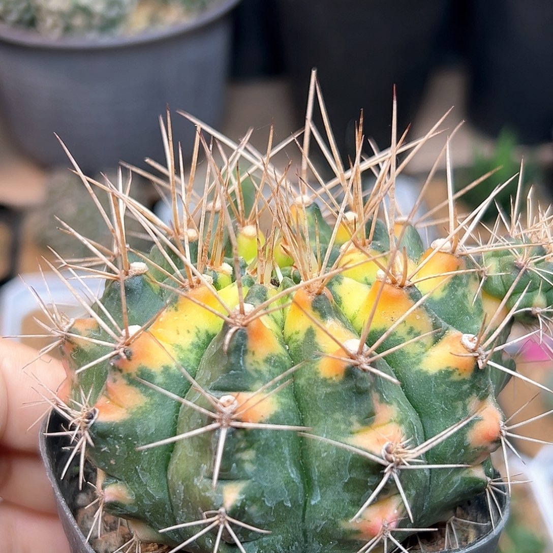 超刺翠晃冠裸萼母本7.6cm