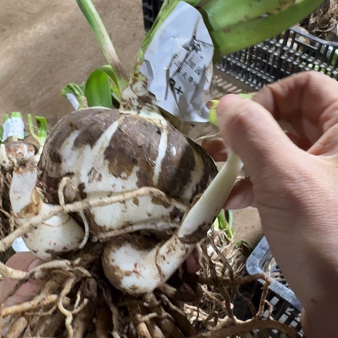 气质美女8+带侧开花球