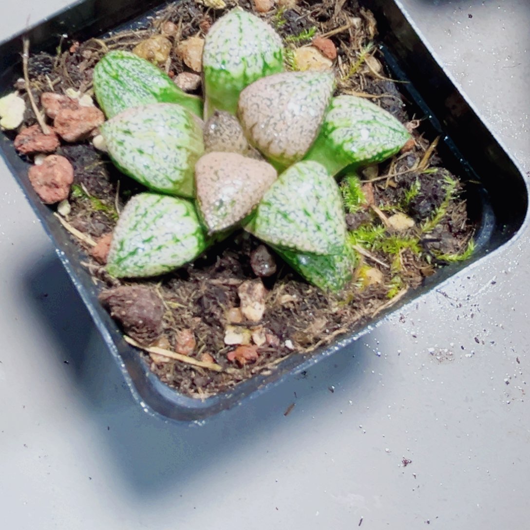 红宝石白银多的植物