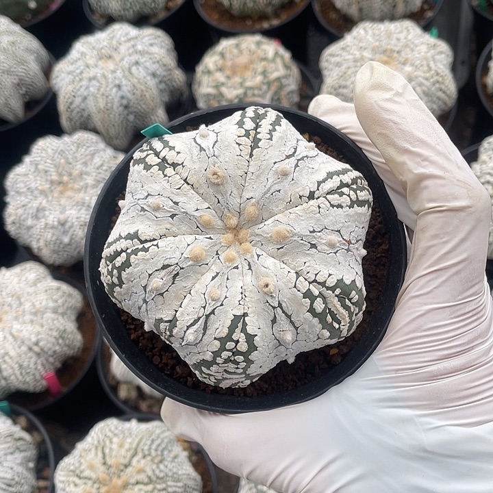 浓白兜瑕疵特价不退换