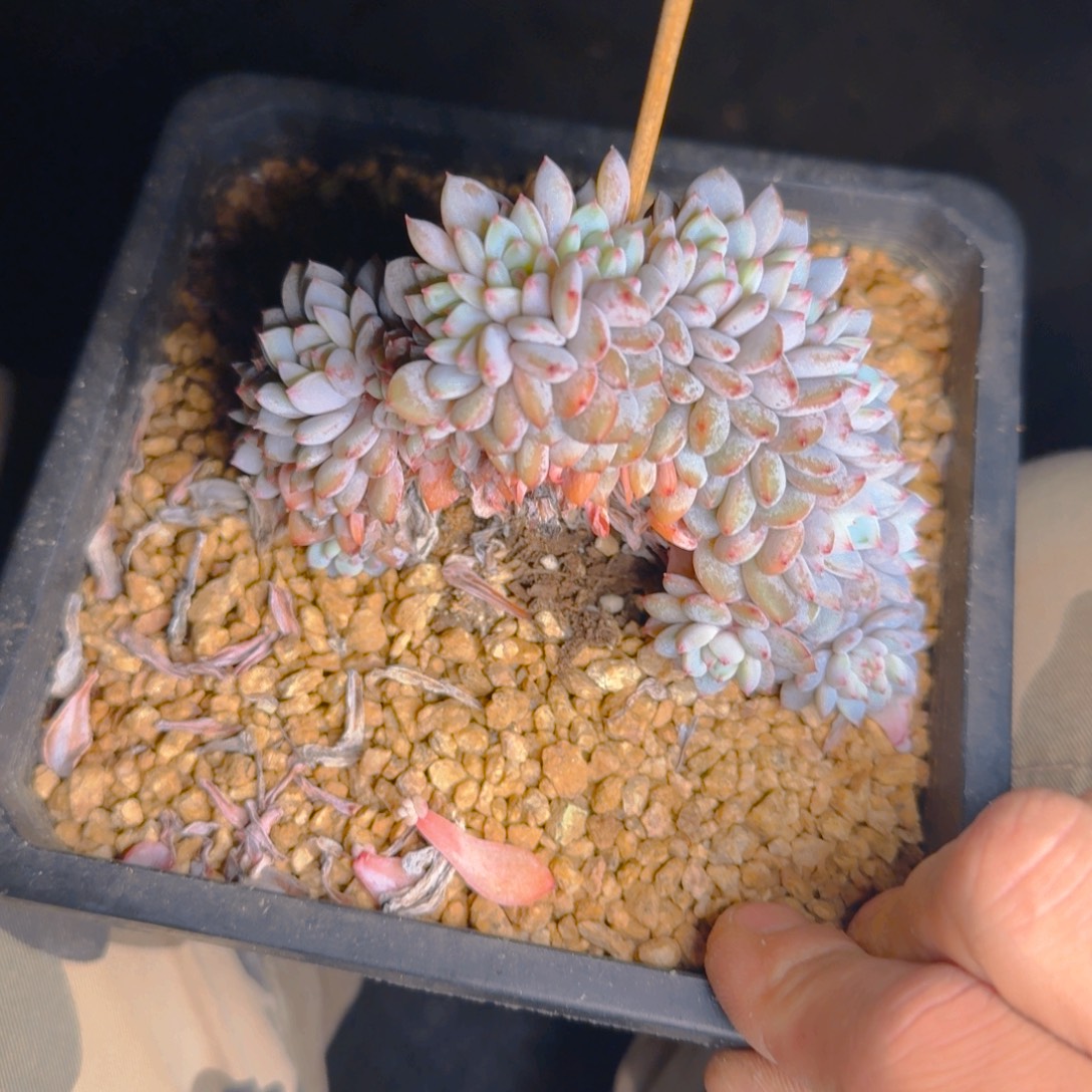 星星橙子缀福利111111111111111