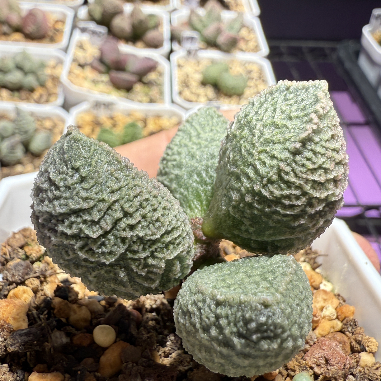 实生水泡，带盆发货满88包顺丰
