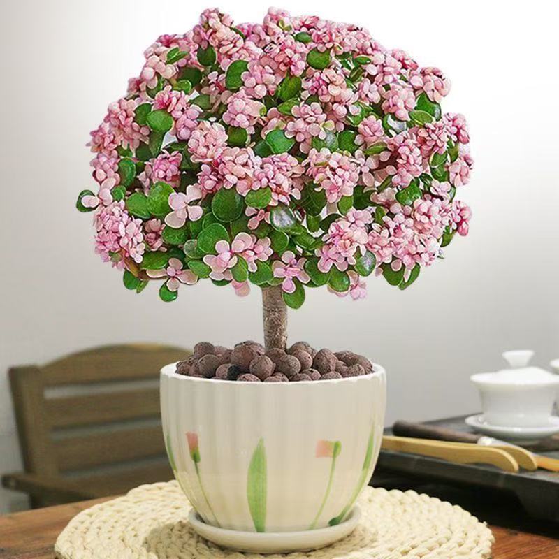 棒棒糖金枝玉叶 多肉植物室内盆栽招财新手好养夏季种植