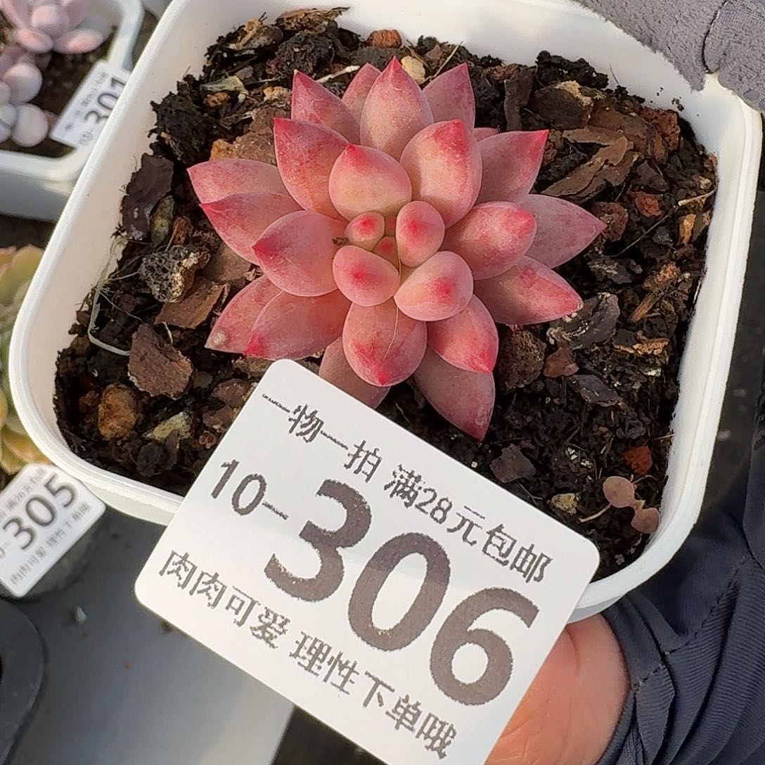 金鱼姬无盆土发货无